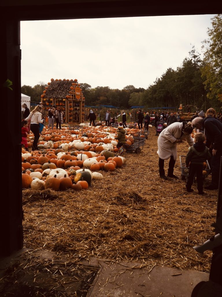Pumpkin-Picking-Near-London