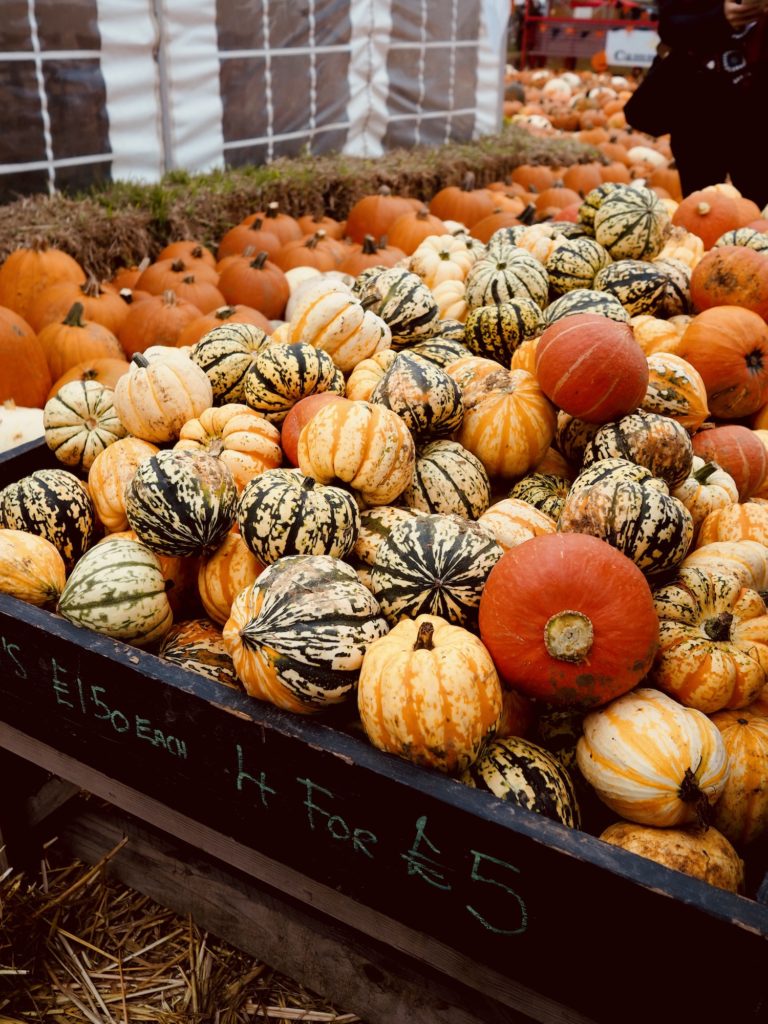 Pumpkin-Picking-Near-London