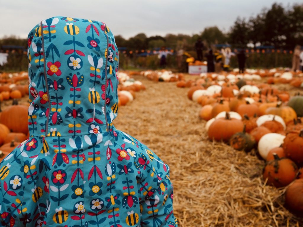 Pumpkin-Picking-Near-London
