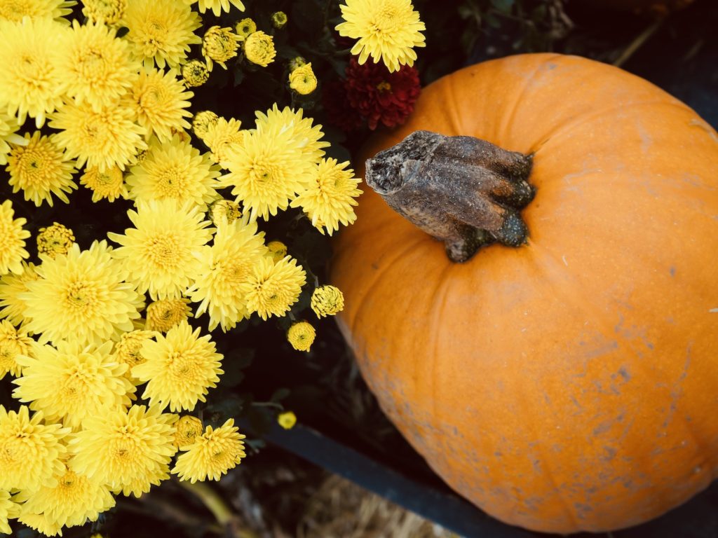Pumpkin-Picking-Near-London
