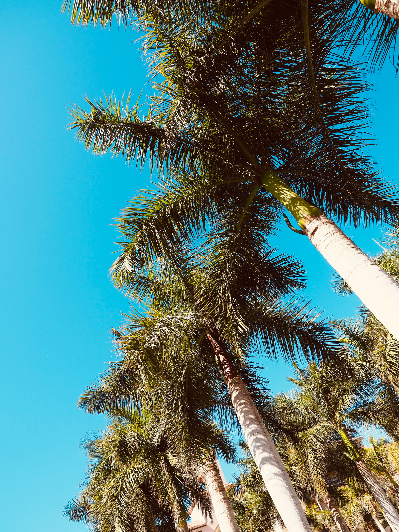 palm trees