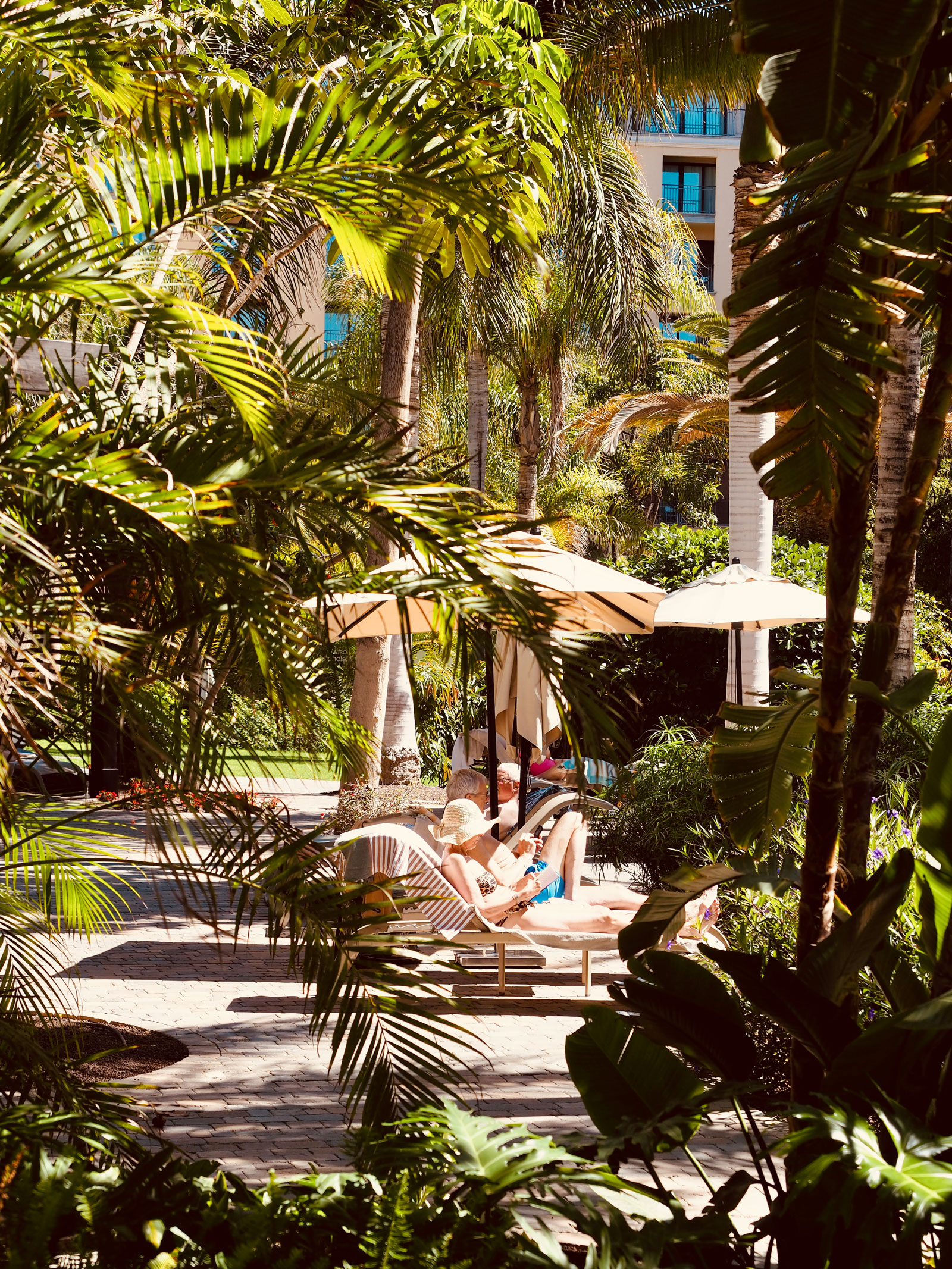 palm trees