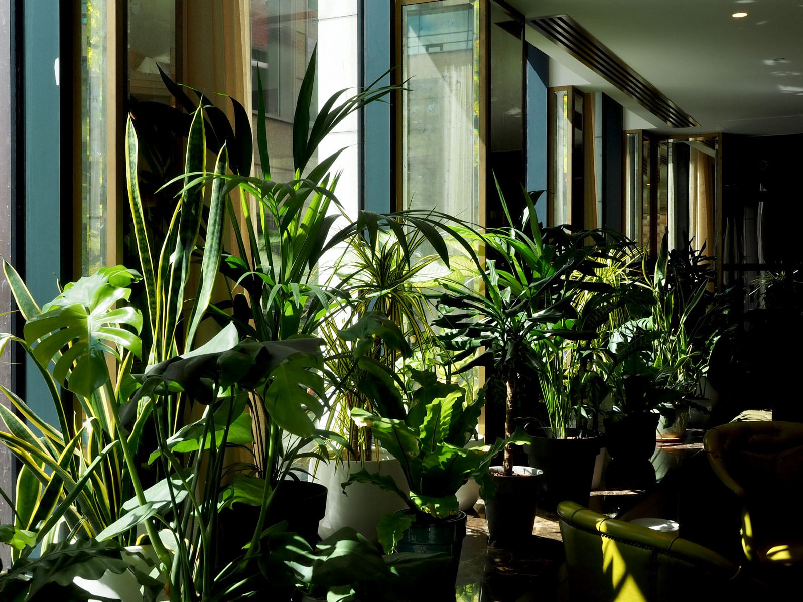 Plants in the hotel lobby